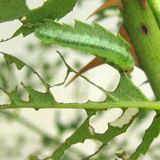 Larve de la tenthrède-limace du rosier (Endelomyia aethiops)